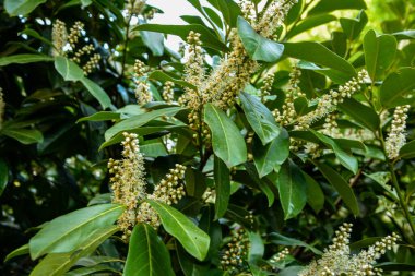 Kiraz Laurel veya Alelade Laurel (Prunus laurocerasus, Laurocerasus officinalis) çiçek ve yapraklar, süs çiti. Prunus laurocerasus, kiraz defne, ilkbaharda beyaz çiçekli yeşil çalı.