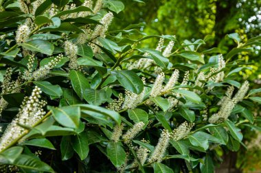 Kiraz Laurel veya Alelade Laurel (Prunus laurocerasus, Laurocerasus officinalis) çiçek ve yapraklar, süs çiti. Prunus laurocerasus, kiraz defne, ilkbaharda beyaz çiçekli yeşil çalı.