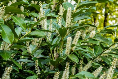 Kiraz Laurel veya Alelade Laurel (Prunus laurocerasus, Laurocerasus officinalis) çiçek ve yapraklar, süs çiti. Prunus laurocerasus, kiraz defne, ilkbaharda beyaz çiçekli yeşil çalı.