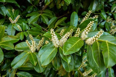 Kiraz Laurel veya Alelade Laurel (Prunus laurocerasus, Laurocerasus officinalis) çiçek ve yapraklar, süs çiti. Prunus laurocerasus, kiraz defne, ilkbaharda beyaz çiçekli yeşil çalı.