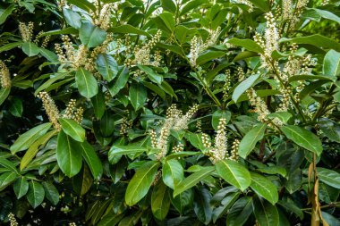 Kiraz Laurel veya Alelade Laurel (Prunus laurocerasus, Laurocerasus officinalis) çiçek ve yapraklar, süs çiti. Prunus laurocerasus, kiraz defne, ilkbaharda beyaz çiçekli yeşil çalı.