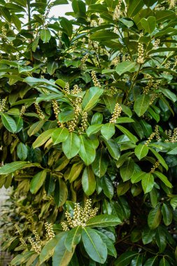 Kiraz Laurel veya Alelade Laurel (Prunus laurocerasus, Laurocerasus officinalis) çiçek ve yapraklar, süs çiti. Prunus laurocerasus, kiraz defne, ilkbaharda beyaz çiçekli yeşil çalı.