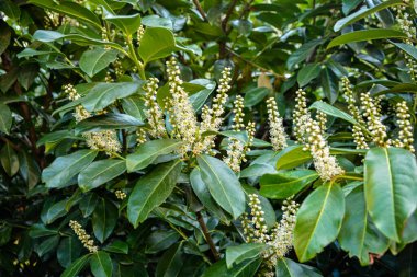 Kiraz Laurel veya Alelade Laurel (Prunus laurocerasus, Laurocerasus officinalis) çiçek ve yapraklar, süs çiti. Prunus laurocerasus, kiraz defne, ilkbaharda beyaz çiçekli yeşil çalı.
