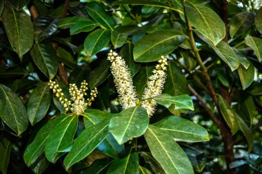 Kiraz Laurel veya Alelade Laurel (Prunus laurocerasus, Laurocerasus officinalis) çiçek ve yapraklar, süs çiti. Prunus laurocerasus, kiraz defne, ilkbaharda beyaz çiçekli yeşil çalı.