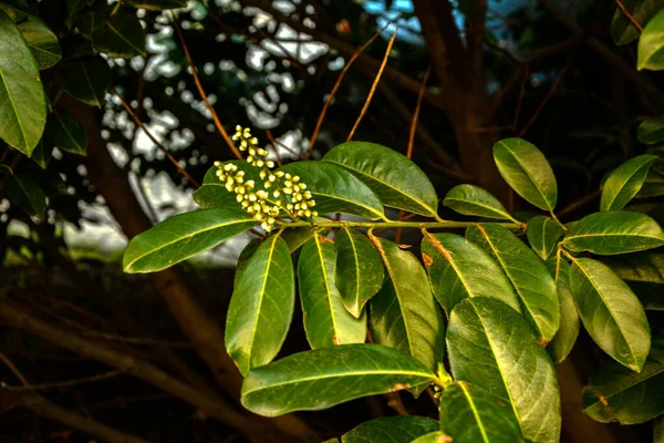 Cherry Laurel Atau Common Laurel Prunus Laurocerasus Laurocerasus Officinalis Bunga — Stok Foto