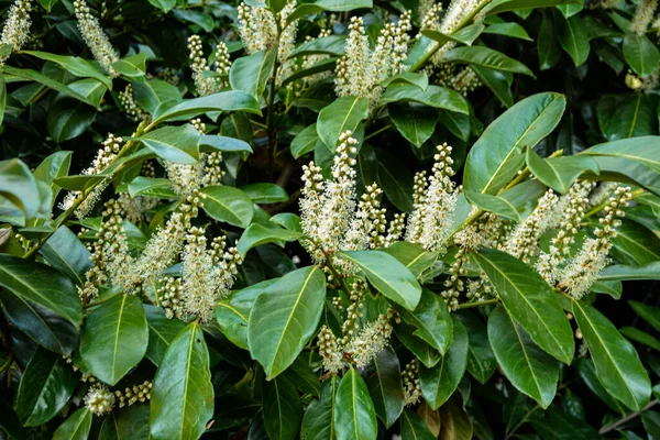 Třešeň Laurel Neboli Obyčejná Laurel Prunus Laurocerasus Laurocerasus Officinalis Květiny — Stock fotografie