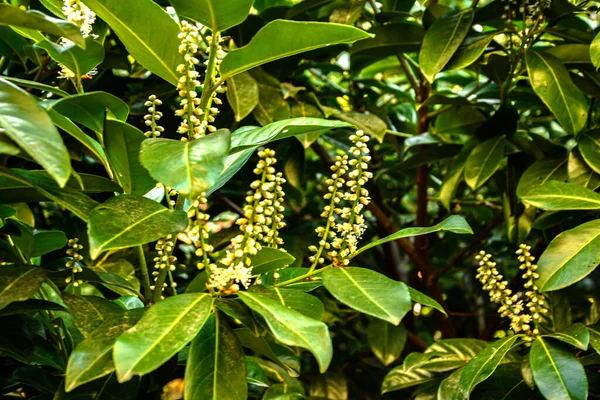Kirschlorbeer Prunus Laurocerasus Laurocerasus Officinalis Blüht Und Blättert Zierstrauch Prunus — Stockfoto