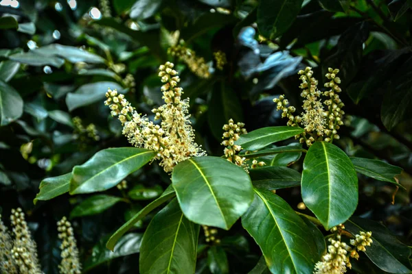 Kiraz Laurel veya Alelade Laurel (Prunus laurocerasus, Laurocerasus officinalis) çiçek ve yapraklar, süs çiti. Prunus laurocerasus, kiraz defne, ilkbaharda beyaz çiçekli yeşil çalı.