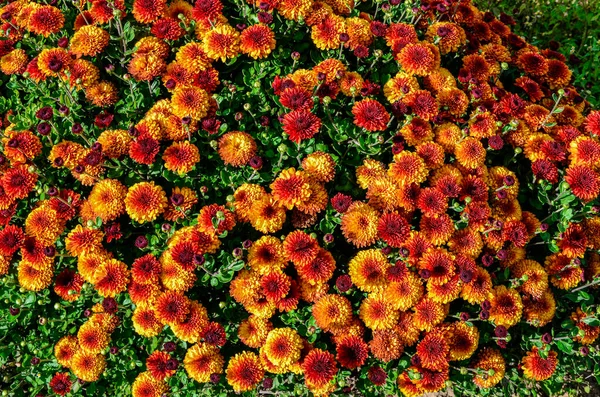 Multicolored Chrysanthemums Background Beautiful Bouquet Chrysanthemums Close Beautiful Floral Background — Stock Photo, Image