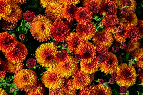 Bunte Chrysanthemen Hintergrund Schöner Strauß Chrysanthemen Nahaufnahme Schöne Florale Hintergrund — Stockfoto