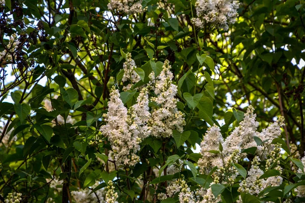 Цветущие Белые Сиреневые Цветы Дереве Syringa Vulgaris Цветущие Обыкновенные Syringa — стоковое фото