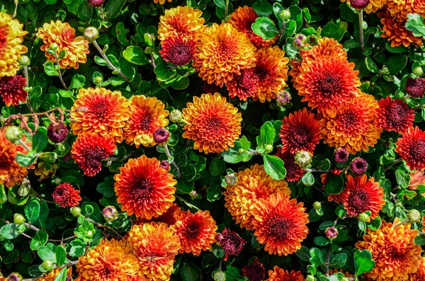 Bunte Chrysanthemen Hintergrund Schöner Strauß Chrysanthemen Nahaufnahme Schöne Florale Hintergrund — Stockfoto
