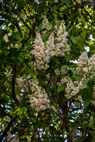 Kwitnące Białe Kwiaty Liliowe Drzewie Syringa Vulgaris Kwitnienie Często Strzykawka — Zdjęcie stockowe
