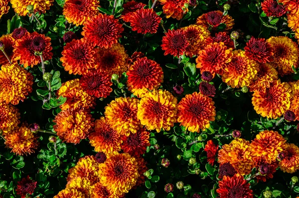 Sfondo Crisantemi Multicolori Bellissimo Bouquet Crisantemi Primo Piano Bellissimo Sfondo — Foto Stock