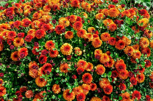 Fondo Crisantemos Multicolores Hermoso Ramo Crisantemos Primer Plano Hermoso Fondo — Foto de Stock