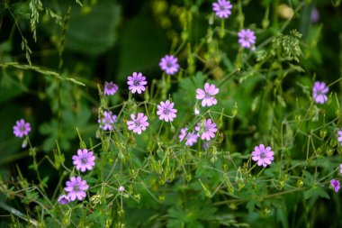 Geranium pyrenaicum açık alanda çiçek açıyor. Yüksek kaliteli fotoğraf. Çitçik vinç gagalı mor çiçekler (Geranium pyrenaicum).