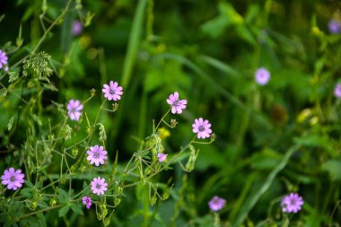 Geranium pyrenaicum açık alanda çiçek açıyor. Yüksek kaliteli fotoğraf. Çitçik vinç gagalı mor çiçekler (Geranium pyrenaicum).