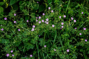 Geranium pyrenaicum açık alanda çiçek açıyor. Yüksek kaliteli fotoğraf. Çitçik vinç gagalı mor çiçekler (Geranium pyrenaicum).