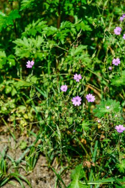 Geranium pyrenaicum açık alanda çiçek açıyor. Yüksek kaliteli fotoğraf. Çitçik vinç gagalı mor çiçekler (Geranium pyrenaicum).
