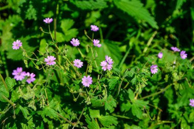 Geranium pyrenaicum açık alanda çiçek açıyor. Yüksek kaliteli fotoğraf. Çitçik vinç gagalı mor çiçekler (Geranium pyrenaicum).