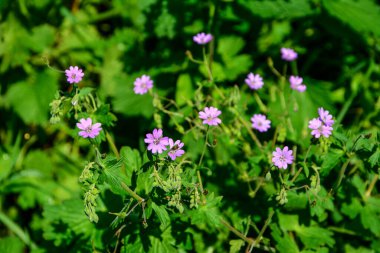 Geranium pyrenaicum açık alanda çiçek açıyor. Yüksek kaliteli fotoğraf. Çitçik vinç gagalı mor çiçekler (Geranium pyrenaicum).