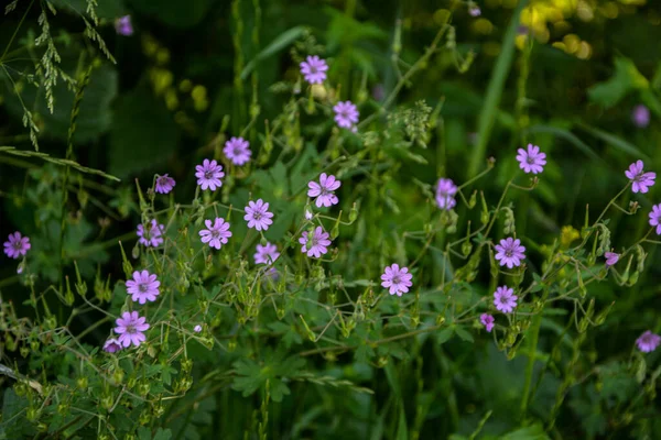 Geranium Pyrenaicum Kwitnące Otwartym Polu Wysokiej Jakości Zdjęcie Fioletowe Kwiaty — Zdjęcie stockowe