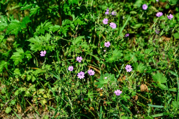Géranium Pyrenaicum Floraison Plein Champ Photo Haute Qualité Fleurs Violettes — Photo