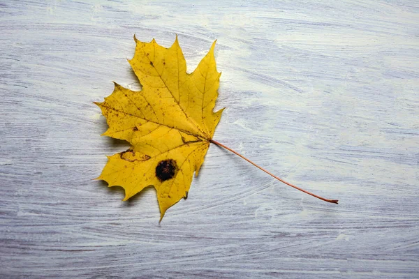 刺槐是一种植物病原菌 秋季影响枫树 引起焦油斑 — 图库照片
