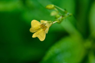 Küçük Balsam (Impatiens parviflora). Çiçek yakın plan. Parviflora yabani bitkisi filizleniyor. Sarı çiçek Impatiens parviflora veya küçük balsam yakın çekim.
