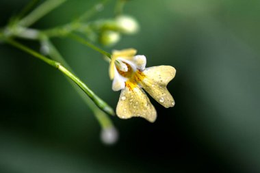 Küçük Balsam (Impatiens parviflora). Çiçek yakın plan. Parviflora yabani bitkisi filizleniyor. Sarı çiçek Impatiens parviflora veya küçük balsam yakın çekim.