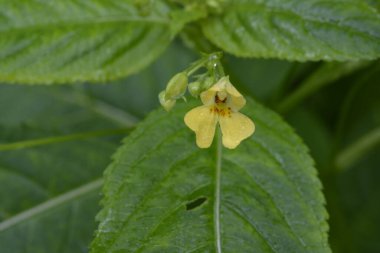 Küçük Balsam (Impatiens parviflora). Çiçek yakın plan. Parviflora yabani bitkisi filizleniyor. Sarı çiçek Impatiens parviflora veya küçük balsam yakın çekim.