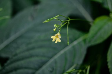 Küçük Balsam (Impatiens parviflora). Çiçek yakın plan. Parviflora yabani bitkisi filizleniyor. Sarı çiçek Impatiens parviflora veya küçük balsam yakın çekim.