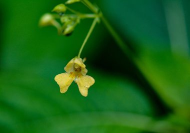 Küçük Balsam (Impatiens parviflora). Çiçek yakın plan. Parviflora yabani bitkisi filizleniyor. Sarı çiçek Impatiens parviflora veya küçük balsam yakın çekim.