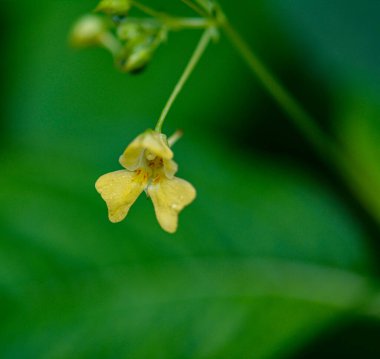 Küçük Balsam (Impatiens parviflora). Çiçek yakın plan. Parviflora yabani bitkisi filizleniyor. Sarı çiçek Impatiens parviflora veya küçük balsam yakın çekim.