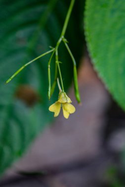 Küçük Balsam (Impatiens parviflora). Çiçek yakın plan. Parviflora yabani bitkisi filizleniyor. Sarı çiçek Impatiens parviflora veya küçük balsam yakın çekim.