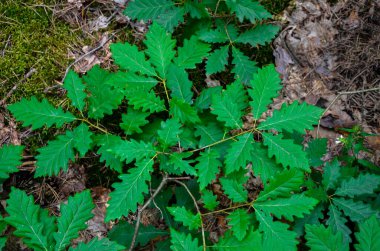 Otların arasında küçük bir meşe filizi. Bahar bitkisinin arka planı. Meşe palamudunun tohumlarından filizlenen yeni genç meşe ağaçları.