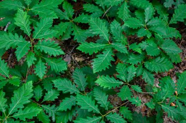 Otların arasında küçük bir meşe filizi. Bahar bitkisinin arka planı. Meşe palamudunun tohumlarından filizlenen yeni genç meşe ağaçları.