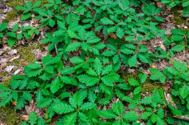 Otların arasında küçük bir meşe filizi. Bahar bitkisinin arka planı. Meşe palamudunun tohumlarından filizlenen yeni genç meşe ağaçları.