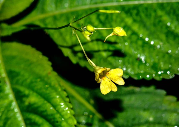 Liten Balsam Impatiens Parviflora Blomma Närbild Impatiens Parviflora Vild Växt — Stockfoto