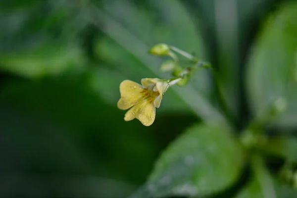 Malý Balzám Netrpělivý Parviflora Květina Closeup Netrpěliví Parviflora Divoké Rostliny — Stock fotografie