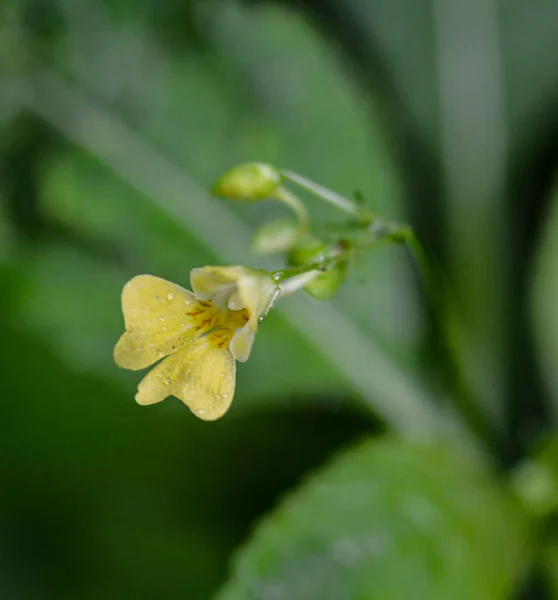 Kleiner Balsam Impatiens Parviflora Blume Nahaufnahme Impatiens Parviflora Wildpflanzenblüte Gelbe — Stockfoto