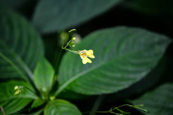 Malý Balzám Netrpělivý Parviflora Květina Closeup Netrpěliví Parviflora Divoké Rostliny — Stock fotografie