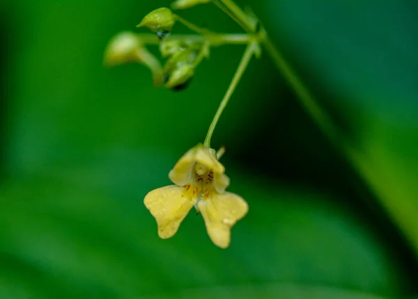Liten Balsam Impatiens Parviflora Blomma Närbild Impatiens Parviflora Vild Växt — Stockfoto