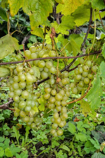 Stelletje Gele Druiven Wijngaard Bij Zonsondergang — Stockfoto