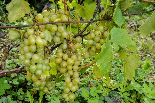 Stelletje Gele Druiven Wijngaard Bij Zonsondergang — Stockfoto