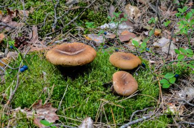 Paxillus, yaygın olarak kahverengi yuvarlak-jant olarak bilinen zehirli bir mantar olan zehirli pax içerir.