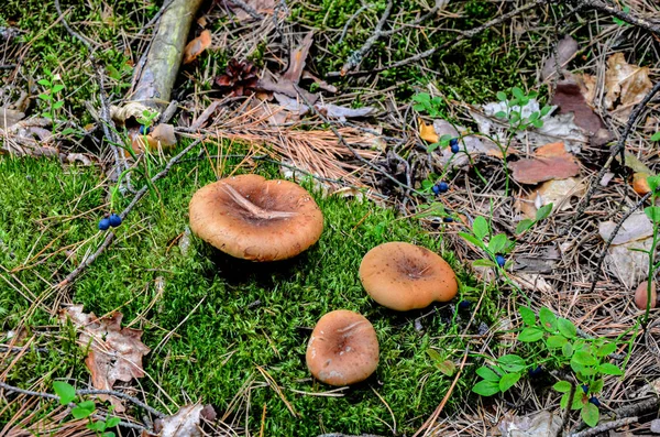 Paxillus Involutus Commonly Known Brown Roll Rim Common Roll Rim — 스톡 사진