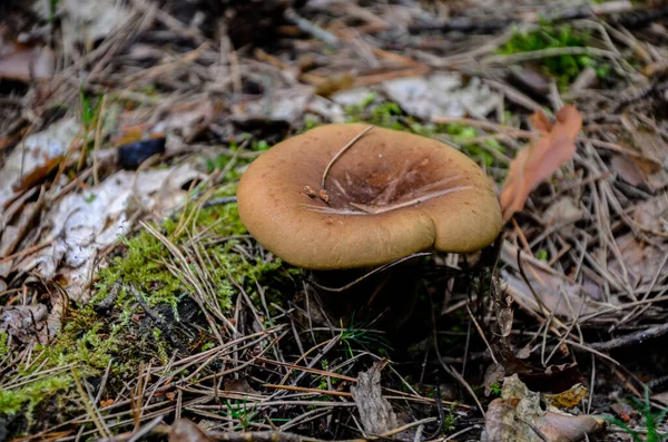 Paxillus Involutus Commonly Known Brown Roll Rim Common Roll Rim — Stock Photo, Image