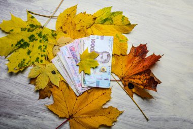 Ukrayna parası sonbahar yapraklarında masanın üzerinde yatar, arka plan olarak yüz beş yüz, iki yüz grivett .ukraian Hryvnya para banknotları sonbahar yaprakları üzerinde.