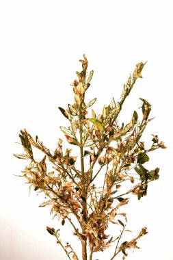 Boxwood 'un dal ve yaprakları emme hasarı yüzünden sararır. Tırtıl böcek yiyen buxus yaprakları gibi, Cydalima perspektifi buxus için en büyük baş belasıdır..